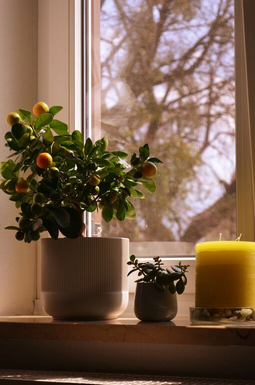 How to Refresh Your Home with Plants: Easy Tips to Brighten Up Any Space